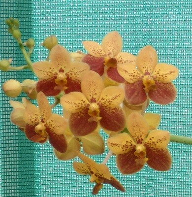 Vanda