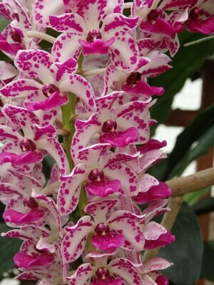 Rhynchostylis