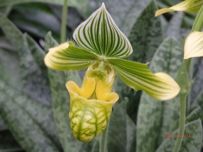 Paphiopedilum Naturformen