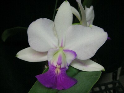 Cattleya Naturformen
