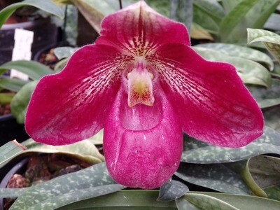 Paphiopedilum Hybriden