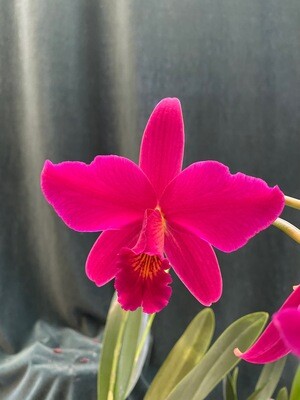 Cattleya Hybriden
