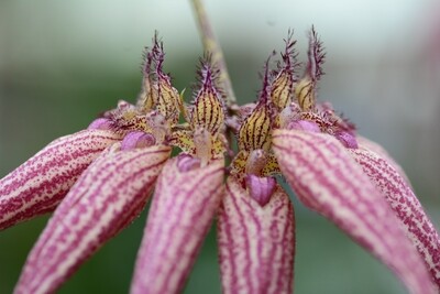 Bulbophyllum Hybriden