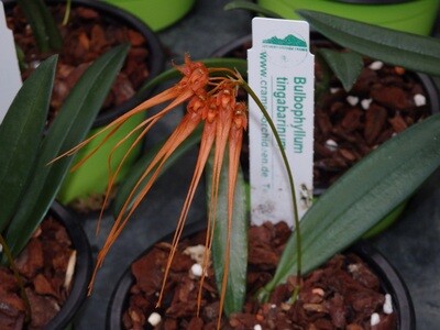 Bulbophyllum Naturformen