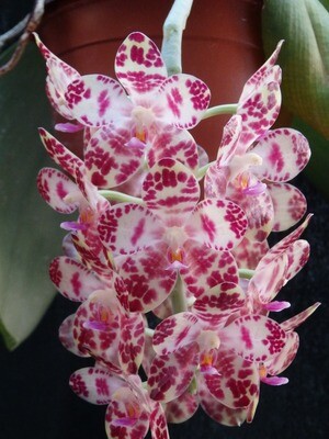 Phalaenopsis Naturformen