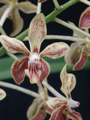 Vanda Naturformen
