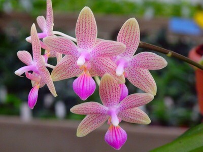 Phalaenopsis Hybriden