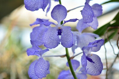 Vanda Hybriden