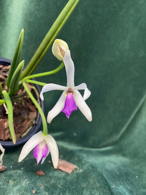 Leptotes bicolor Leptotes bicolor