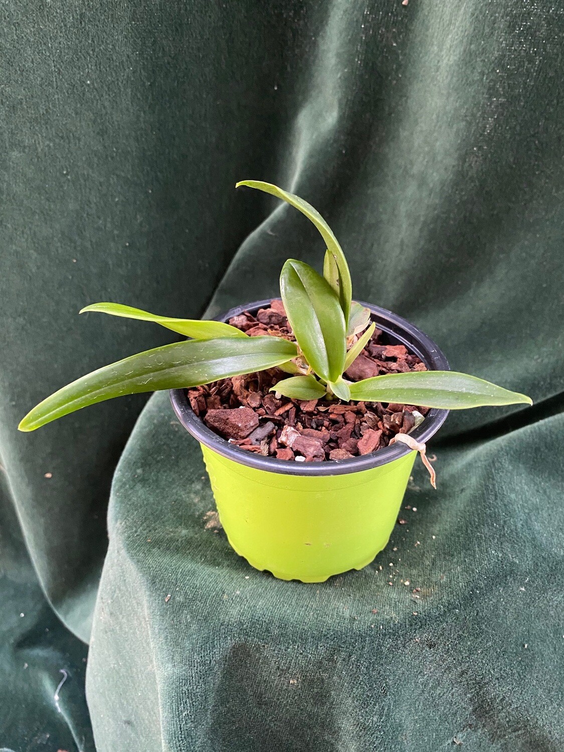 Cattleya violacea Cattleya violacea