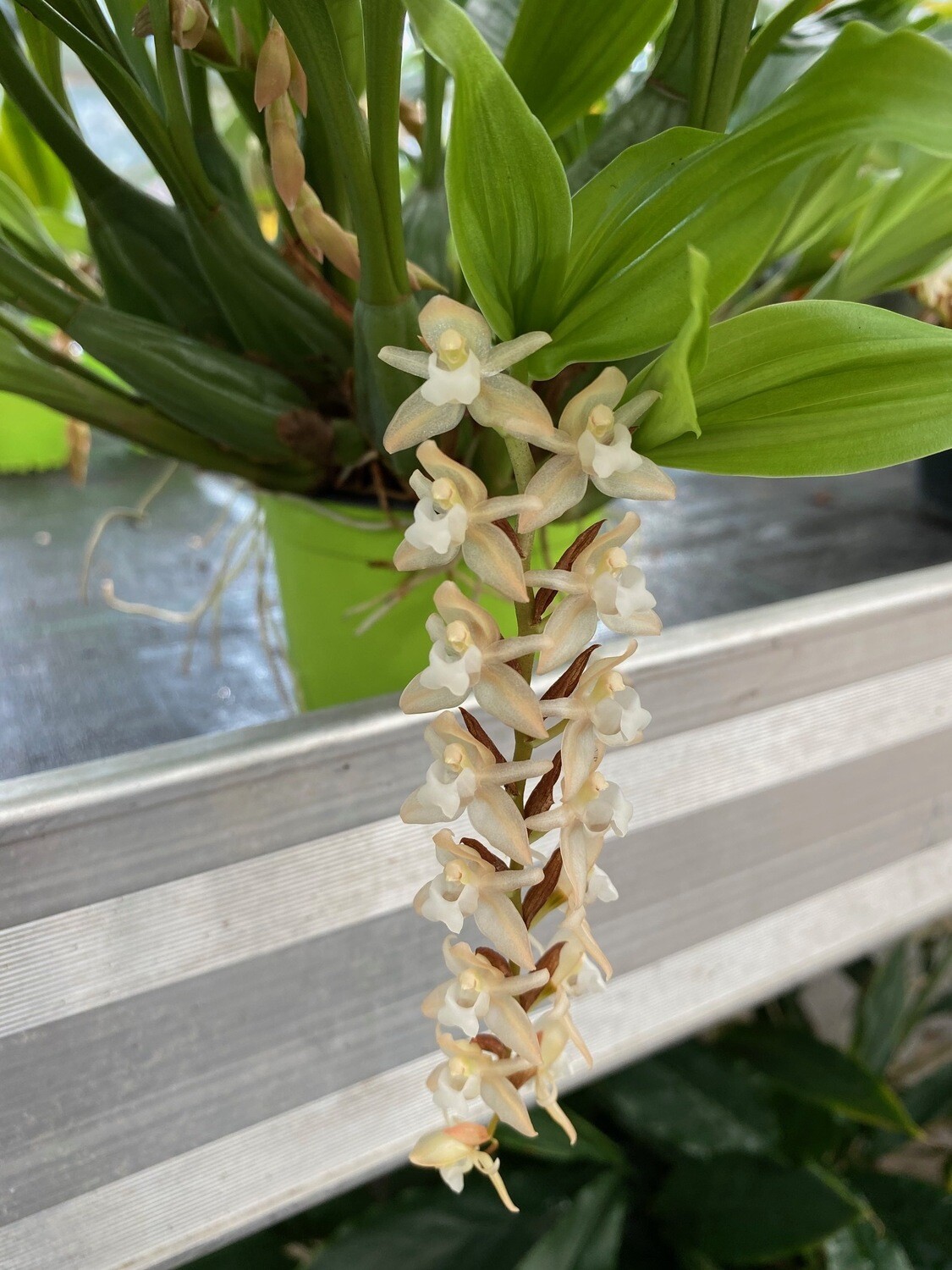 Pholidota chinensis Pholidota chinensis