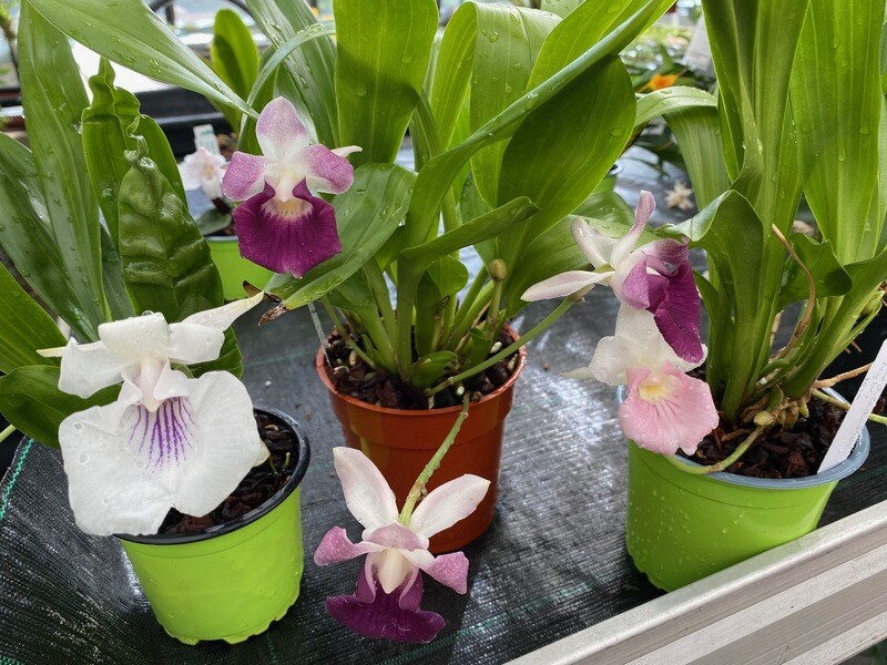 Cochleanthes Hybride Cochleanthes Hybride