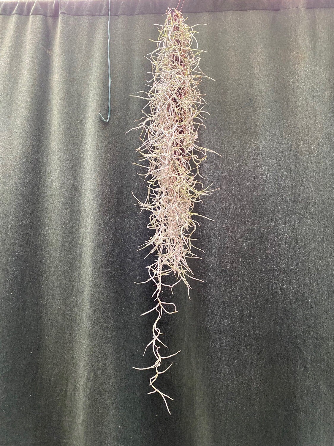 Tillandsia usneoides Tillandsia usneoides