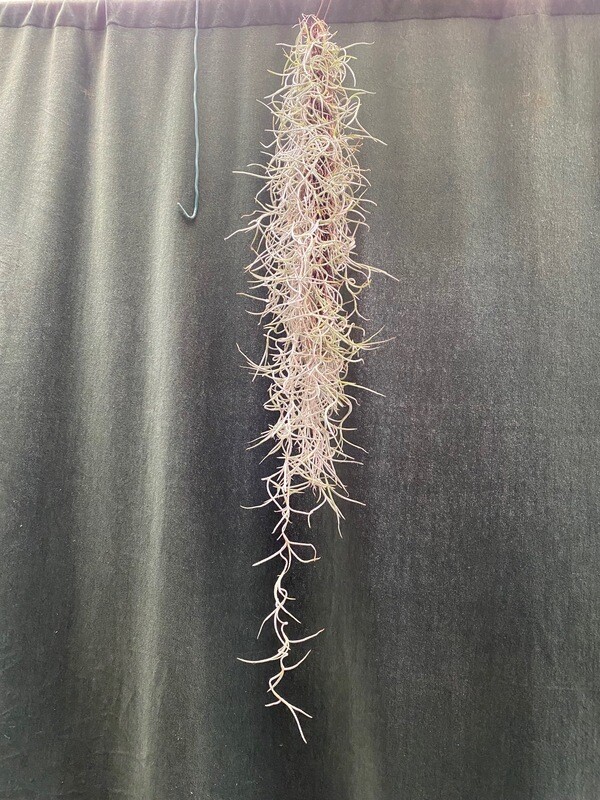 Tillandsia usneoides Tillandsia usneoides