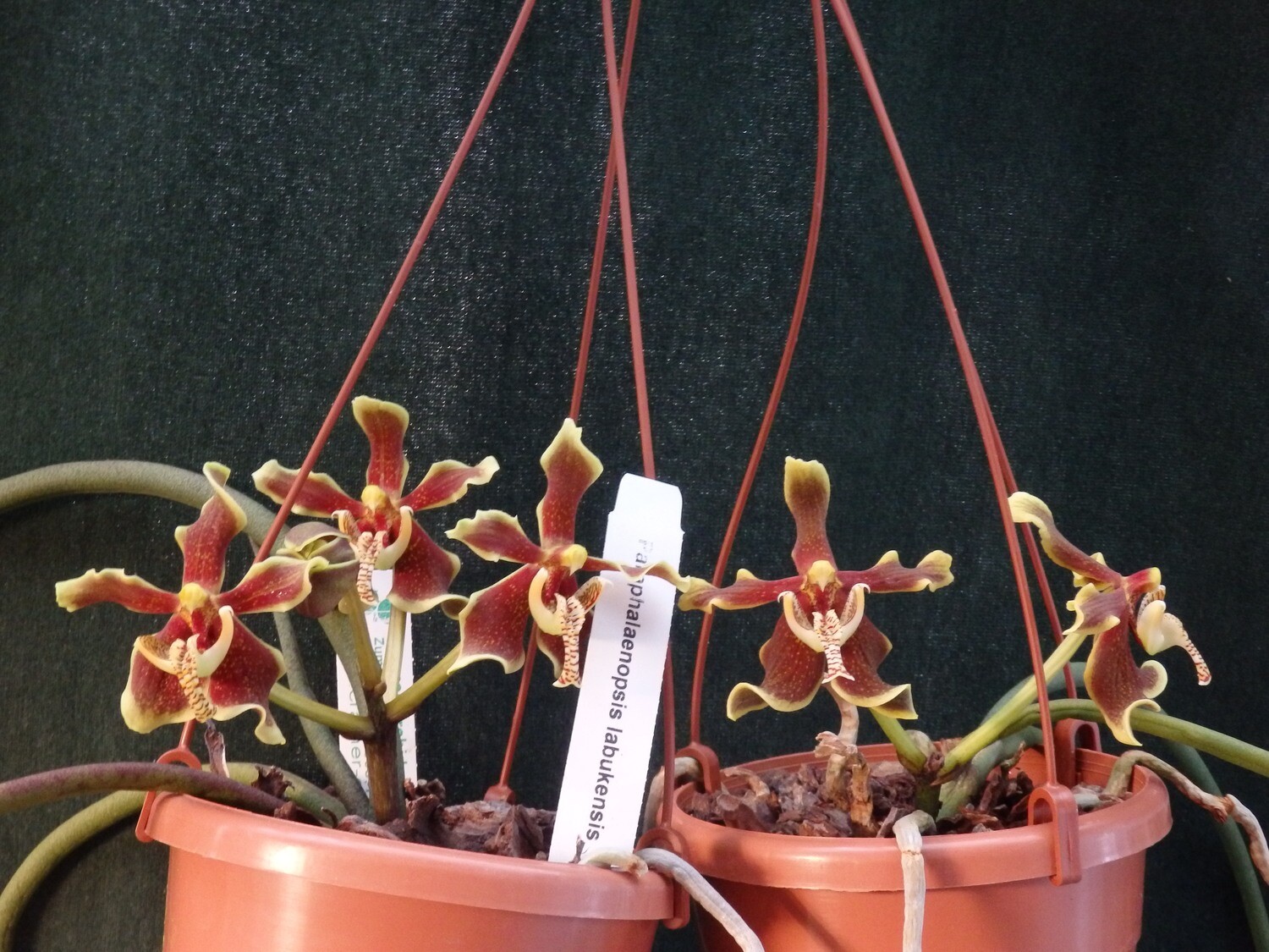 Paraphalaenopsis labukensis