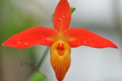Phragmipedium Naturformen