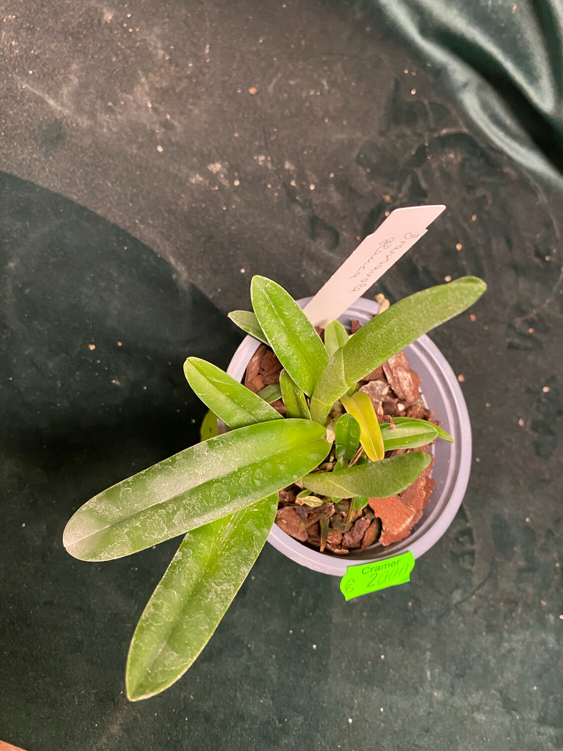 Rhyncholaelia - Brassavola glauca