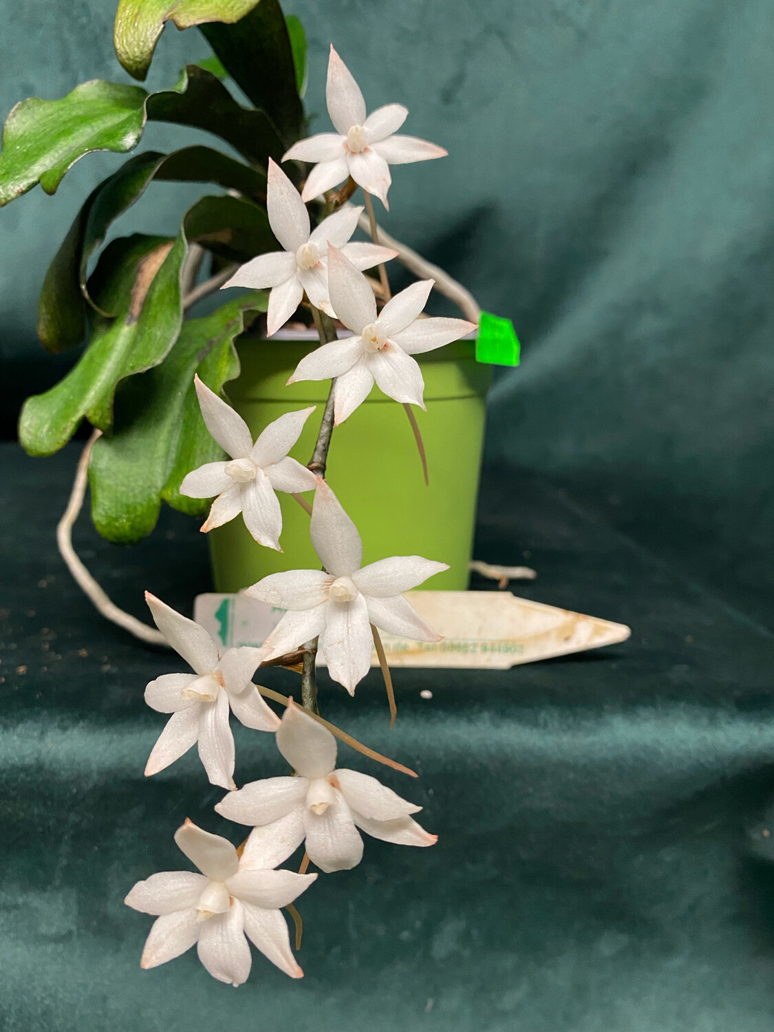 Aerangis biloba Aerangis biloba