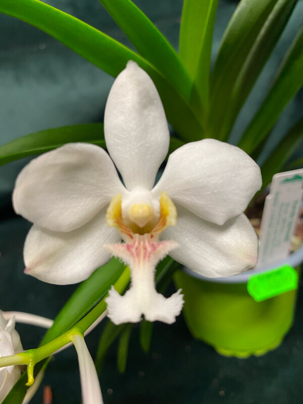Vanda barnesii Vanda barnesii