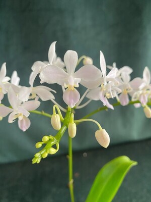 Phalaenopsis