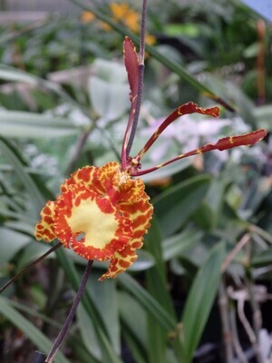 Oncidium & Odontoglossum