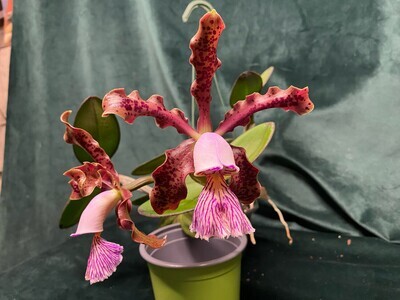 Cattleya