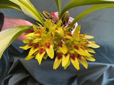 Bulbophyllum