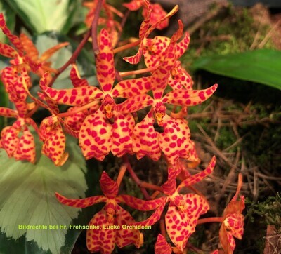 Vanda Gattungen