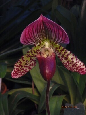 Paphiopedilum