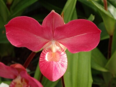 Phragmipedium
