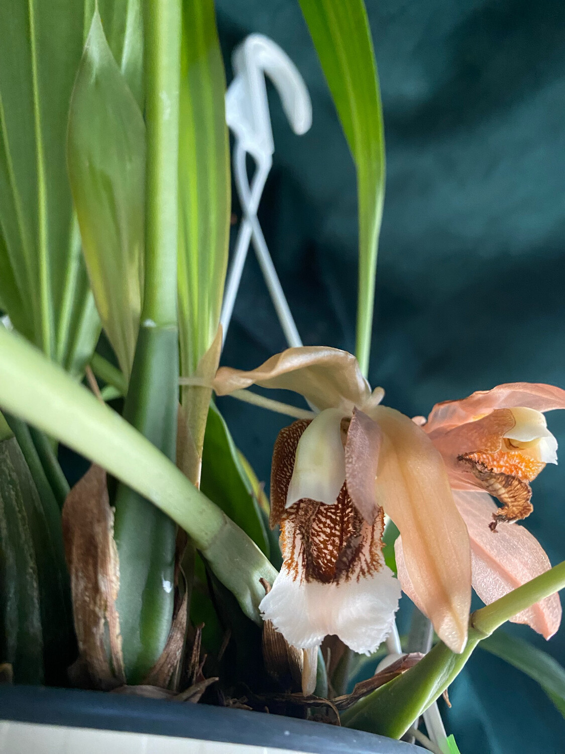 Coelogyne Orchideengarten Joachim Coelogyne Orchideengarten Joachim