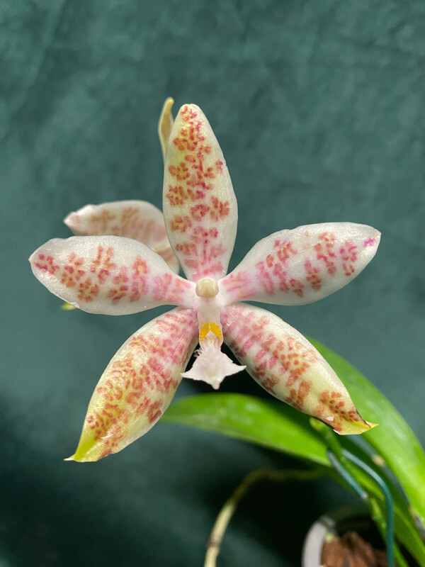 Phalaenopsis hieroglyphyca