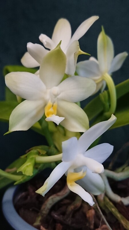 Phalaenopsis violacea f. alba