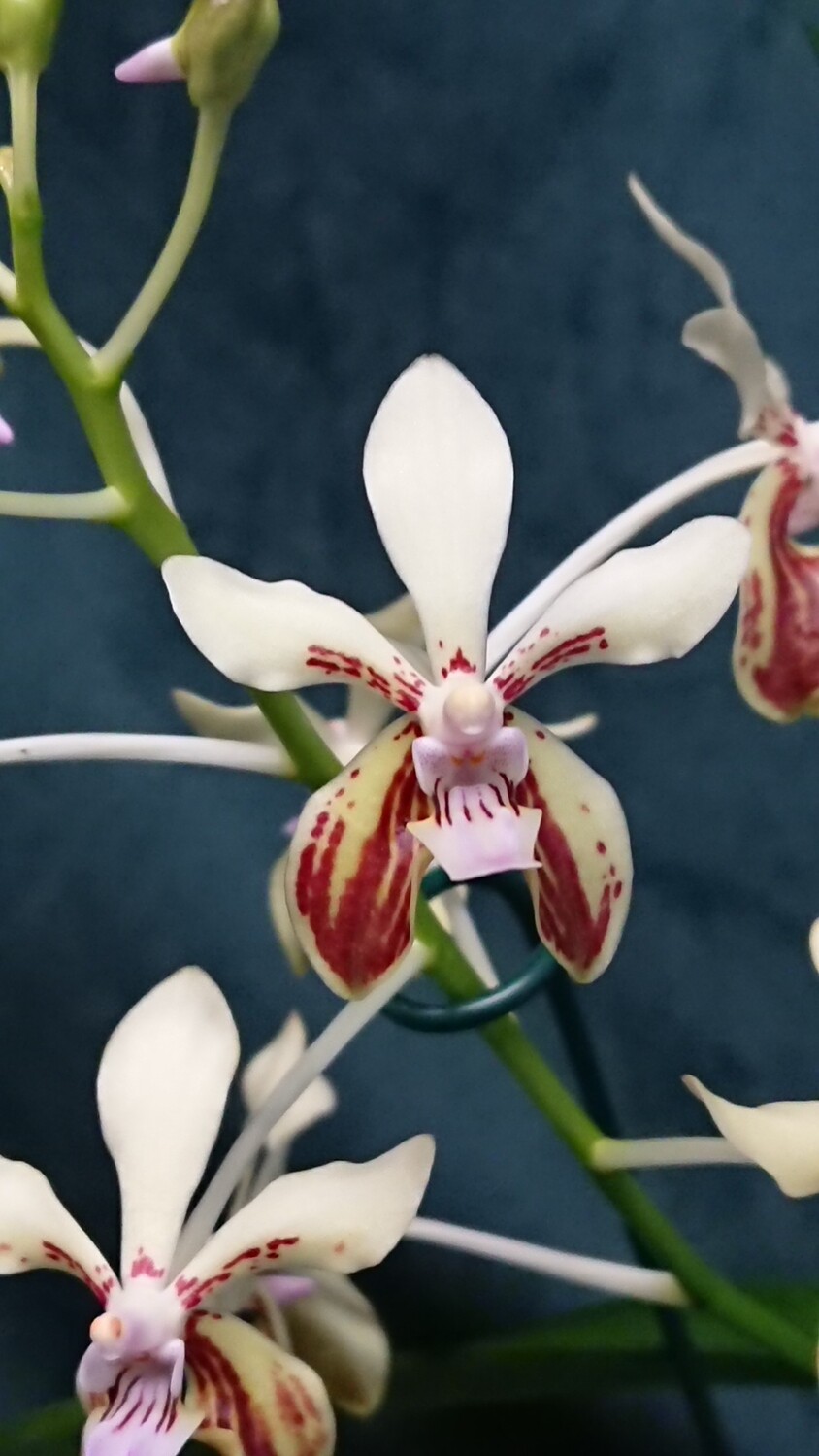 Vanda lamellata Vanda lamellata