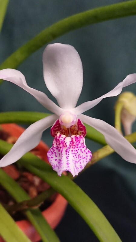 Holcostylis 'Gigajen' Holcostylis 'Gigajen'