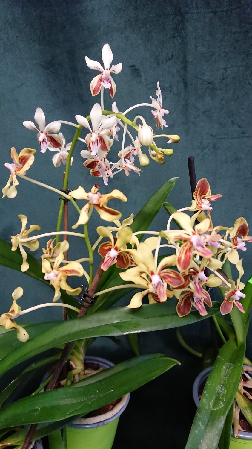 Vanda lamellata Vanda lamellata