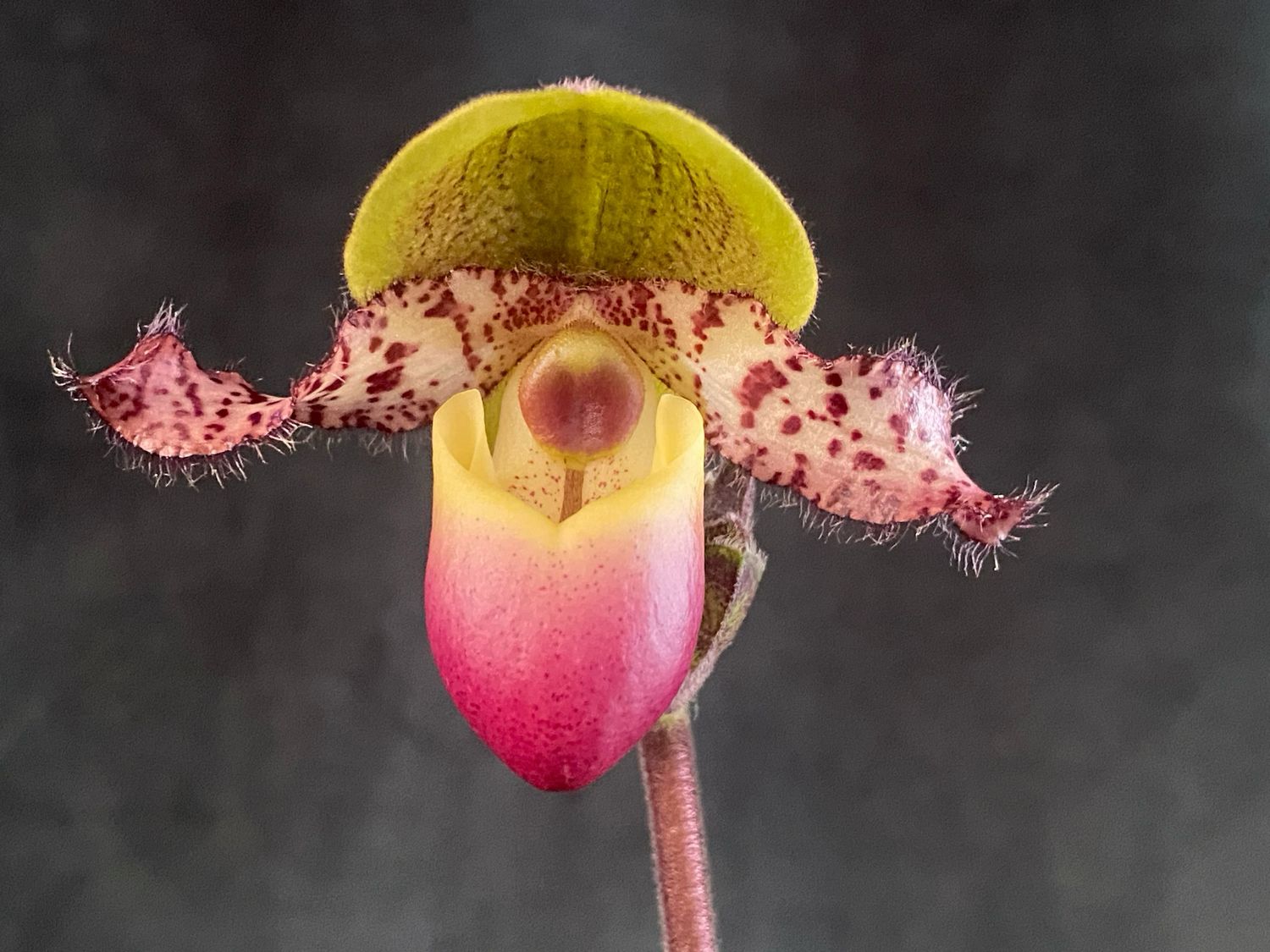 Paphiopedilum Pinocchio Paphiopedilum Pinocchio