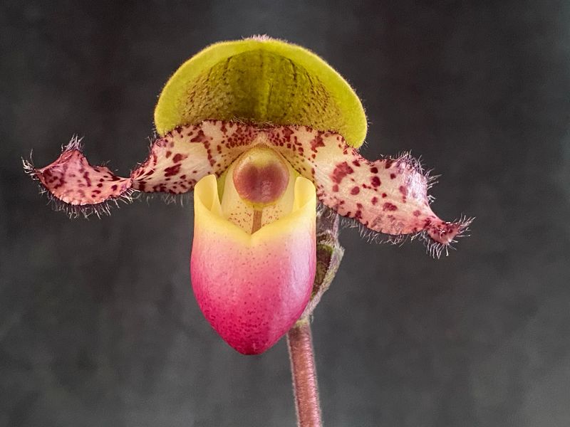 Paphiopedilum Pinocchio Paphiopedilum Pinocchio