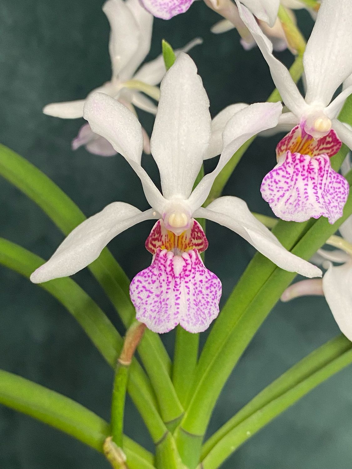 Holcostylis 'Gigajen' #2 Holcostylis 'Gigajen' #2