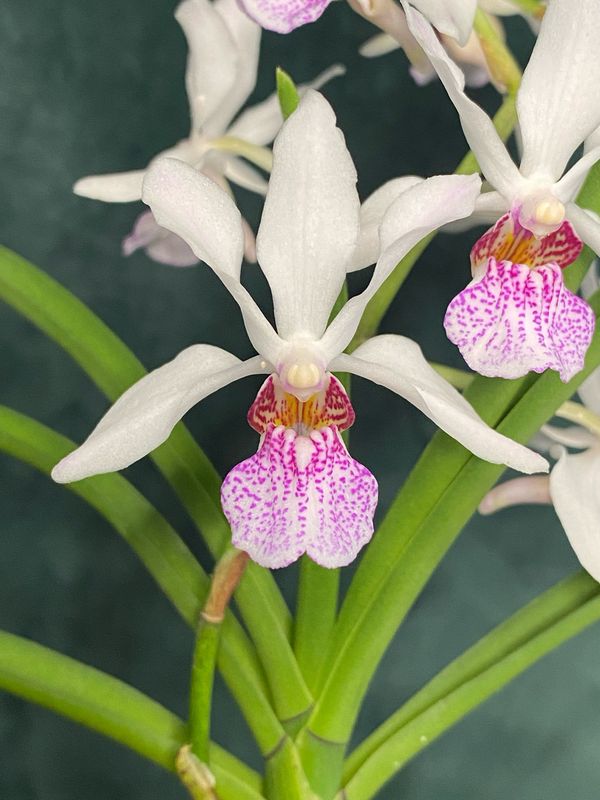 Holcostylis 'Gigajen' #2 Holcostylis 'Gigajen' #2