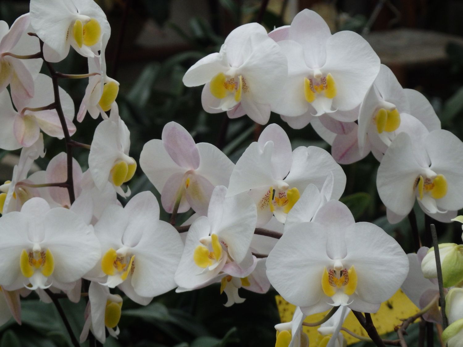 Phalaenopsis philippinensis Phalaenopsis philippinensis