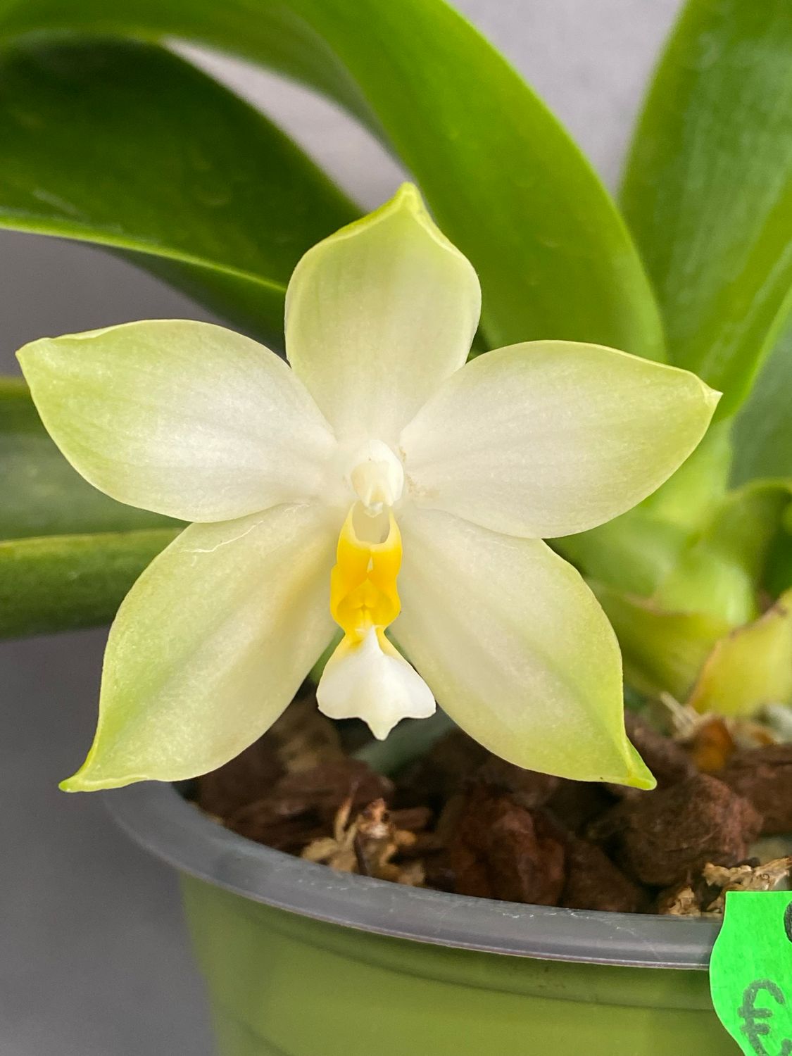 Phalaenopsis violacea f. alba