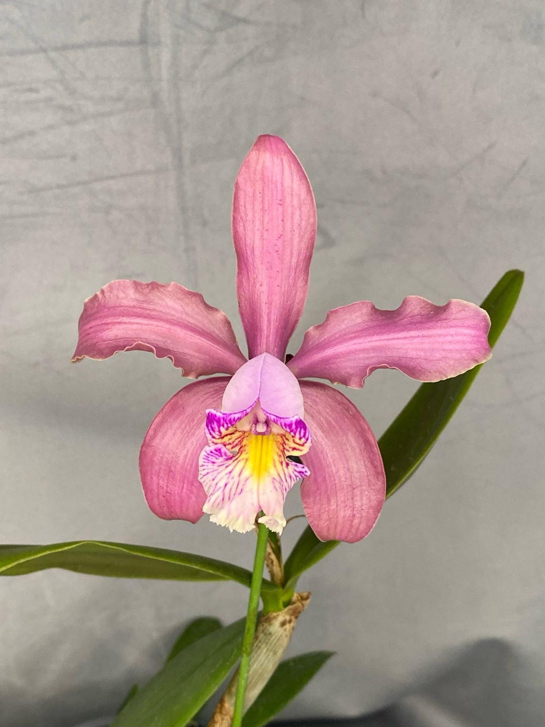 Cattleya Hybride (C. Interglossa x C. schilleriana)