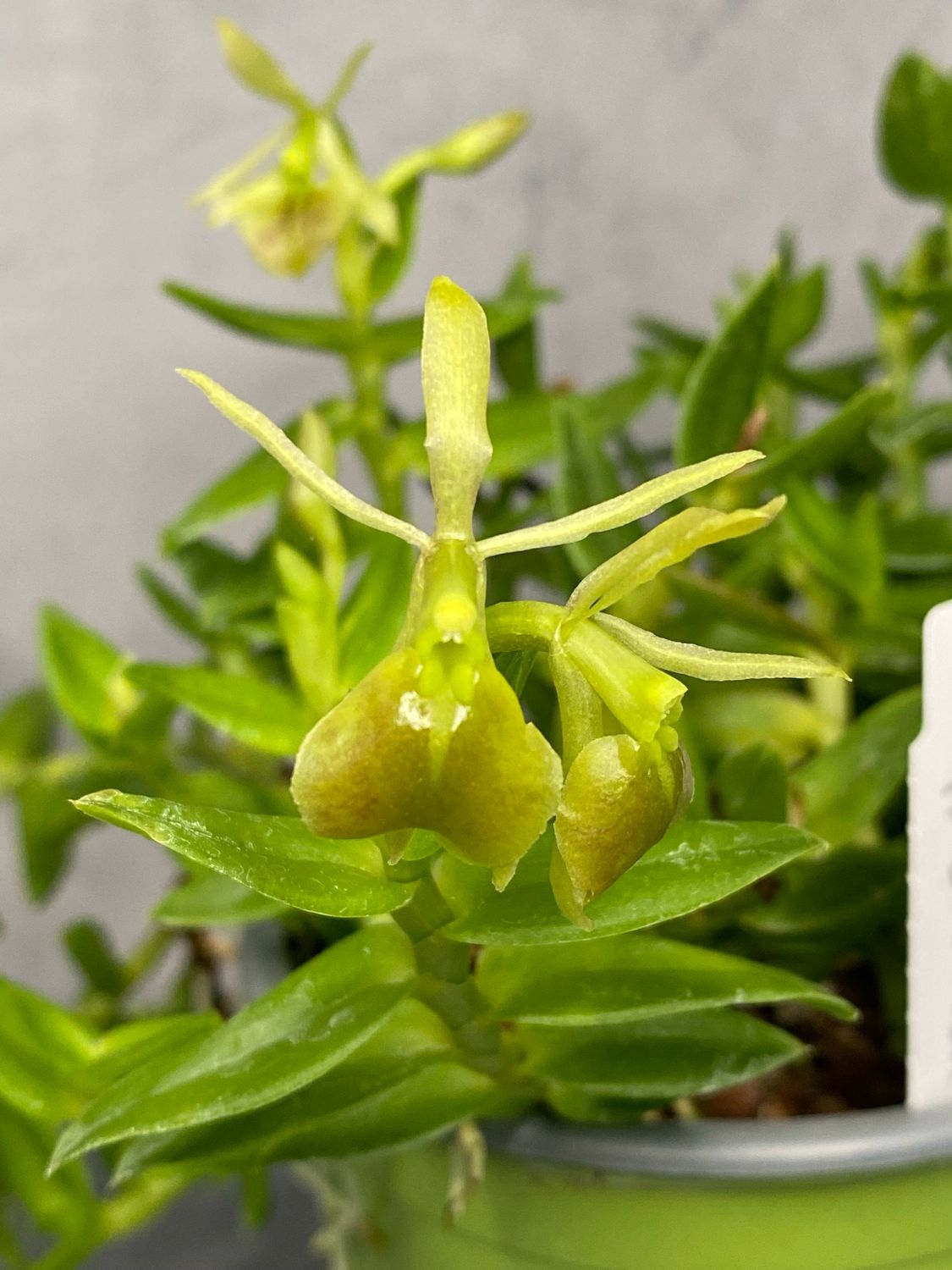 Epidendrum porpax f. album Epidendrum porpax f. album