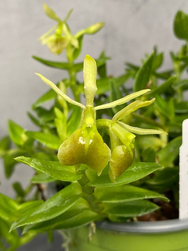 Epidendrum porpax f. album Epidendrum porpax f. album
