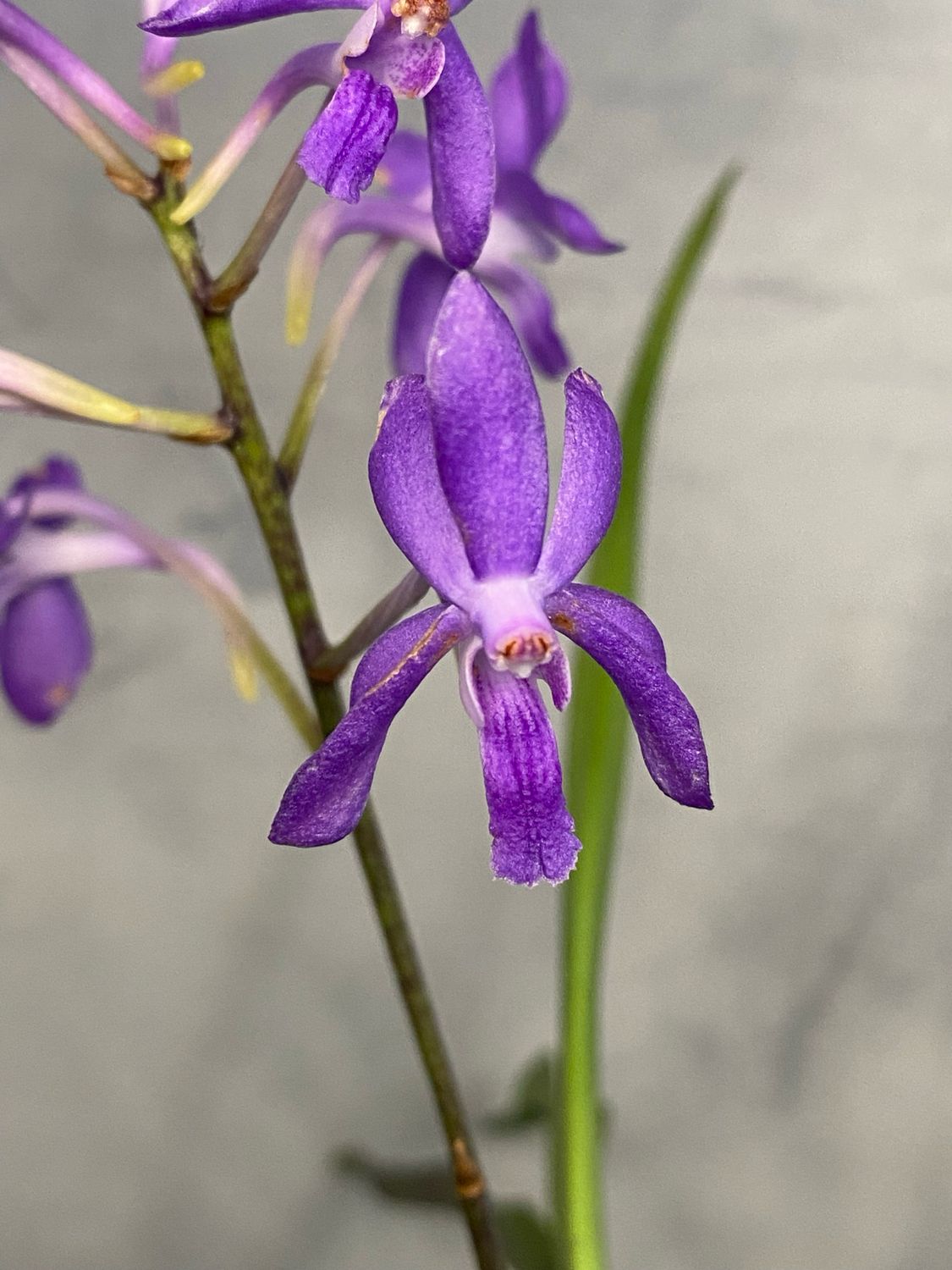Vandoglostylis Judy's Charm Vandoglostylis Judy's Charm