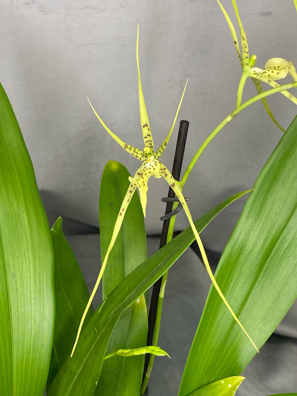 Brassia Hybride (Fabian) Brassia Hybride (Fabian)