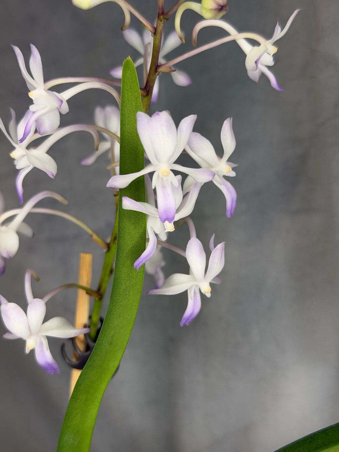 Vanda Lou Sneary Vanda Lou Sneary