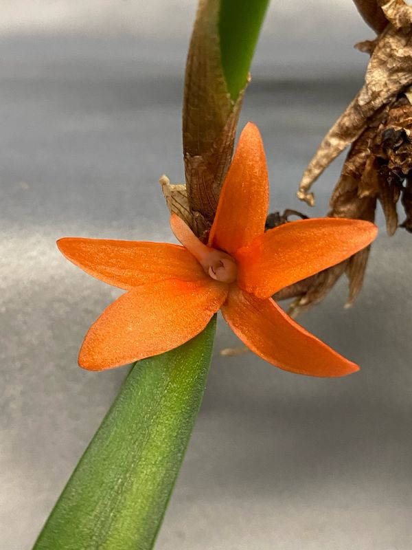 Ceratostylis rubra Ceratostylis rubra