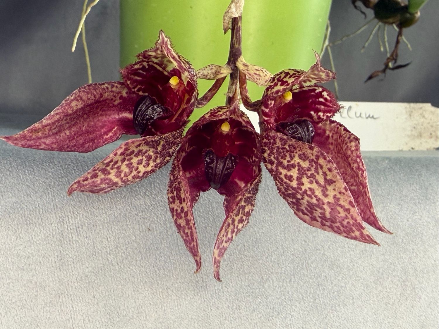 Bulbophyllum frostii Bulbophyllum frostii